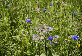 kwietna łąka,Ogórecznik lekarski, Borago officinalis L