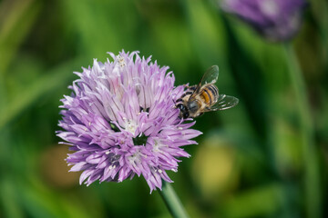 bee on a flower