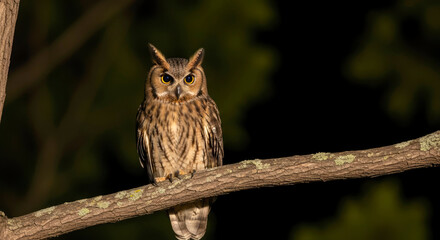 Fototapeta premium long-eared owl perched on branch at night