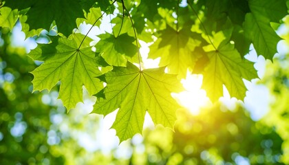 Fresh green leaves catching sunlight