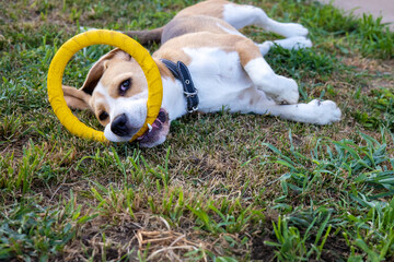 Playful dog enjoys a sunny afternoon with a bright yellow ring on a grassy lawn