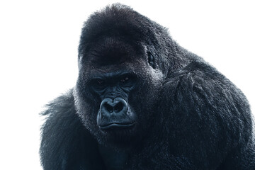 Fototapeta premium Powerful Gorilla Close-Up
