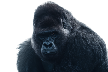 Powerful Gorilla Close-Up