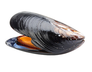Two dark mussel shells, closed and ready for preparation, isolated on a clean white background.