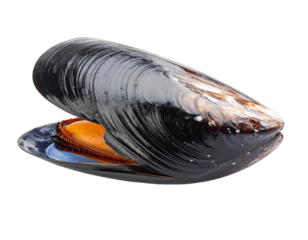 Two dark mussel shells, closed and ready for preparation, isolated on a clean white background.