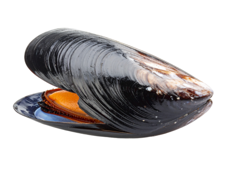 Two dark mussel shells, closed and ready for preparation, isolated on a clean white background.