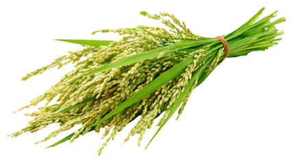 Fresh Paddy Transparent Background