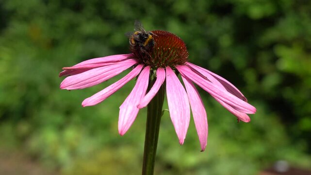 bumblebee in the garden