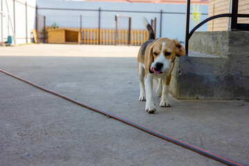 Beagle exploring a sunny yard with curious confidence in a vibrant outdoor setting