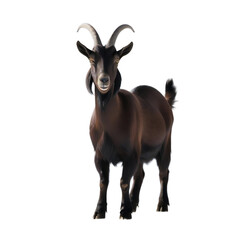 Farm Animal – Brown Goat Isolated on White

