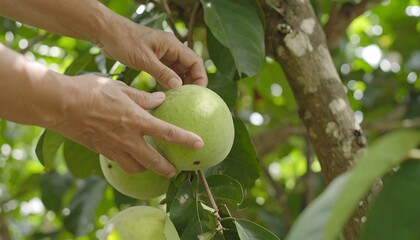 Harvesting nature's bounty, a skilled farmer carefully selects ripe green custard apples