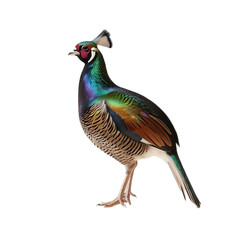Majestic Game Bird with Multicolored Plumage

