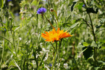 kwietna łąka,Nagietek lekarski, Calendula officinalis L.