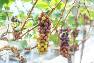 close up vine in vineyard