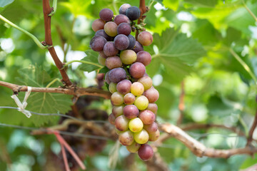 close up vine in vineyard