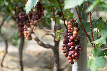 close up vine in vineyard