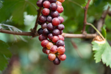 close up vine in vineyard