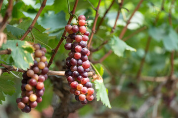 close up vine in vineyard