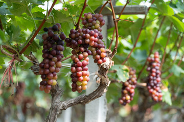 Fototapeta premium close up vine in vineyard