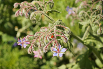 kwietna łąka,biedronka,Ogórecznik lekarski, Borago officinalis L. © Marcin Łazarczyk