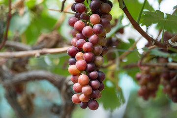 close up vine in vineyard