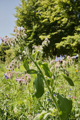 kwietna łąka,Ogórecznik lekarski, Borago officinalis L