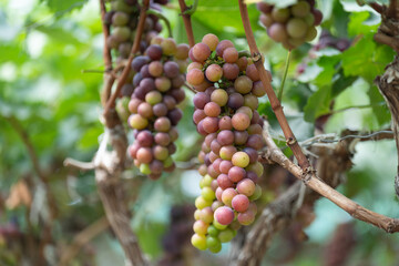 close up vine in vineyard