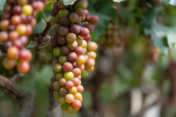 close up vine in vineyard