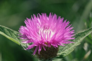 Obraz premium bee on a flower