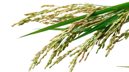 Fresh Paddy Isolated on Transparent Background

