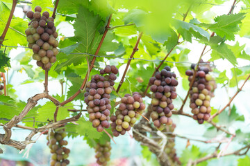 close up vine in vineyard