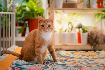 An orange tabby cat with bright eyes sits on a vibrant quilt in a warm indoor space filled with...