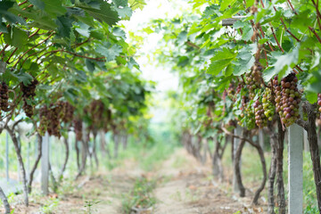 close up vine in vineyard