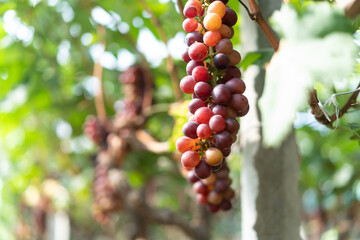 close up vine in vineyard