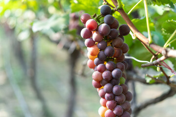 close up vine in vineyard