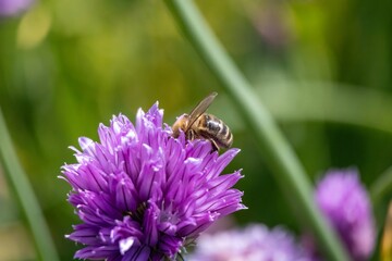bee on a flower