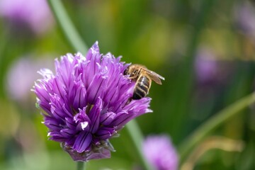 bee on a flower