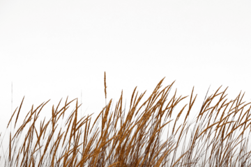 The Golden grass swaying at sunset by sea and mountains