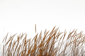 Fototapete Sonnenuntergang The Golden grass swaying at sunset by sea and mountains  © vovan