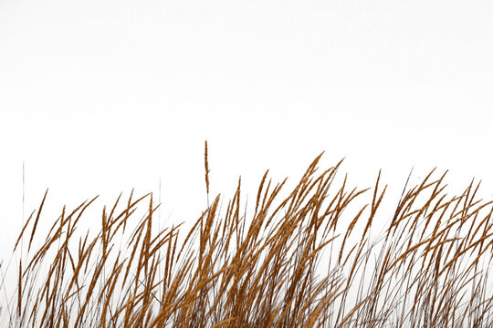 The Golden grass swaying at sunset by sea and mountains