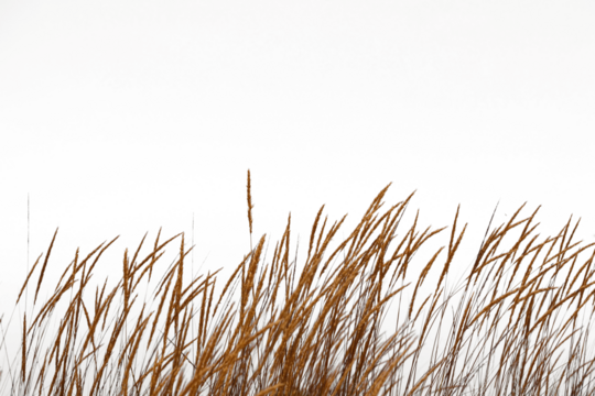 The Golden grass swaying at sunset by sea and mountains