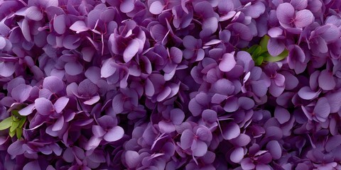 purple flowers Monochromatic Vivid