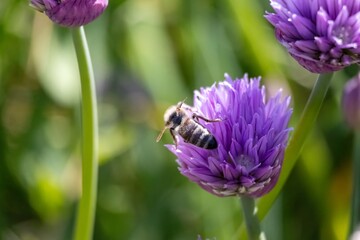 bee on a flower