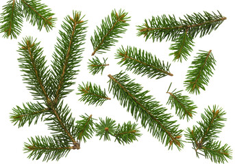 Naklejka premium Multiple fresh, vibrant green spruce tree branches with sharp needles and brown stems, artfully scattered on a transparent background with copy space, top-down view, product photography, high
