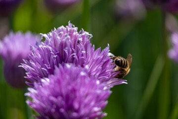 bee on a flower