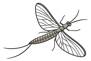 Stylized Mayfly Illustration Insect Drawing with Detailed Wing Veins and Long Cerci