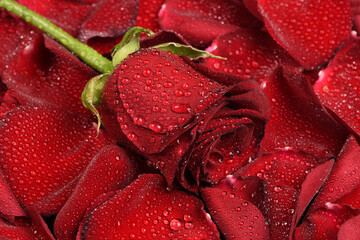 Red rose with water drops on a background of red rose petals.