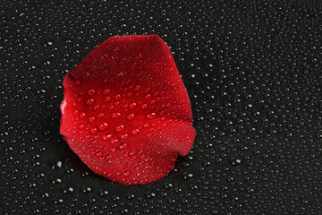 Red rose petal with water drops on a black background.