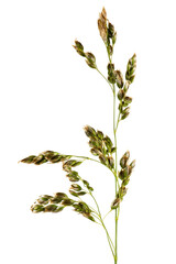 Meadow bluegrass on a pale background. A spikelet with seeds of a perennial cereal plant. The most valuable grass plant.