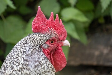 rooster in the farm